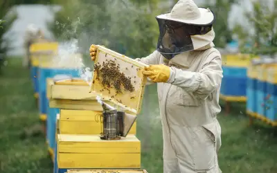 Bee Control
