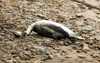 Dead Animal Removal